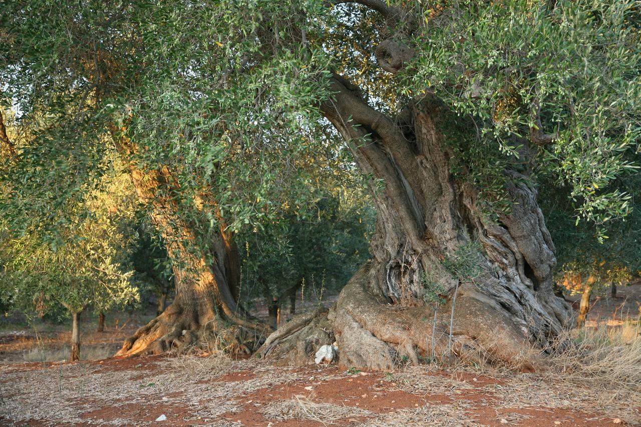 Masseria Montecchie Lejlighed Ceglie Messapica Eksteriør billede