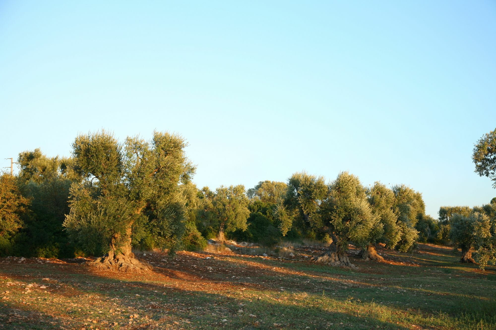 Masseria Montecchie Ceglie Messapica Eksteriør billede